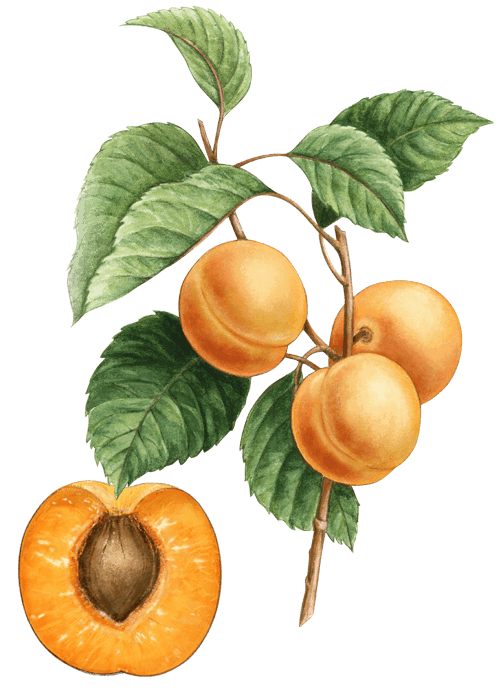 Botanical / Illustration von Aprikosen 