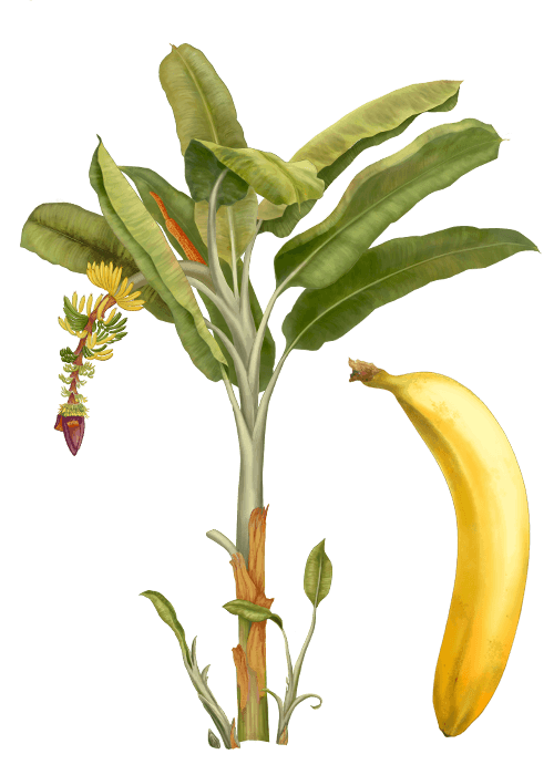 Botanical / Illustration von Bananen 