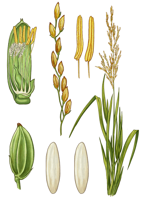 Botanical / Illustration von Basmatireis 