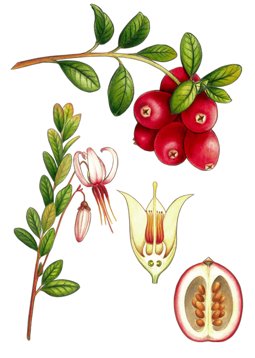 Botanical / Illustration von Cranberries 