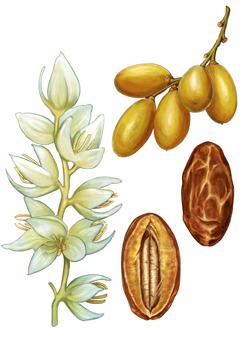 Botanical / Illustration von Datteln 