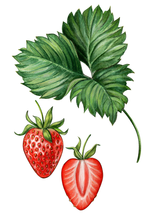 Botanical / Illustration von Fruchtliebe Erdbeere 75% 