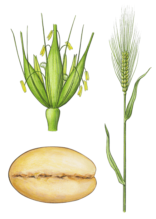 Botanical / Illustration von Gerstengraupen 