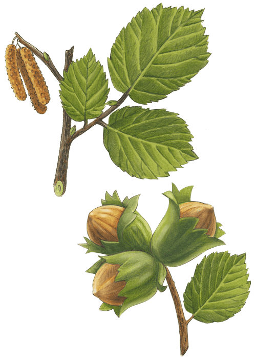 Botanical / Illustration von Haselnusskerne 
