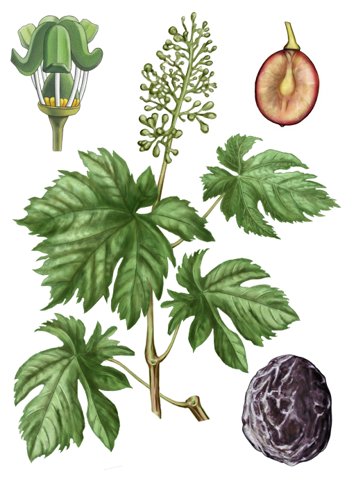 Botanical / Illustration von Korinthen 