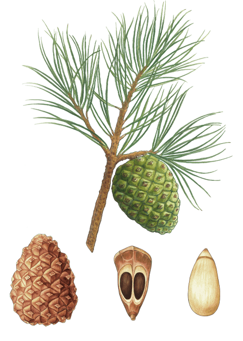 Botanical / Illustration von Pinienkerne 