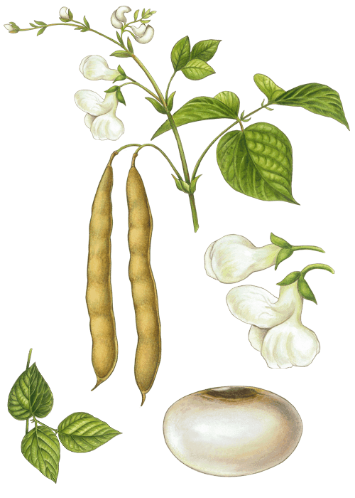 Botanical / Illustration von Riesenbohnen 